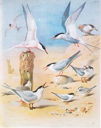 Roseate Tern, Sandwich Tern, Arctic Tern, Common Tern, Little Tern, published by Book Club Associates, 1972